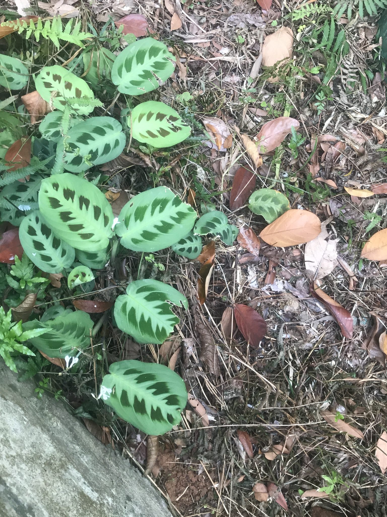 Maranta leuconeura 'Kerchoveana'